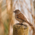 Dunnock