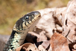 Reptiles portfolio