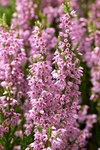 Heather (01)
