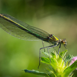 Banded Demoiselle