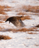 Red Grouse