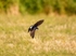 House Martin