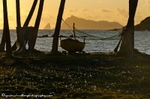 Sunrise over the fishing boats on Spring Bay