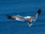 Gannet