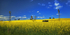 Country Canola-8358_6_7 HDR