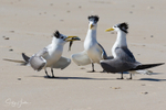 Courting 1
