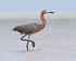 Reddish Egret, Fort De Soto Park, Florida
