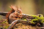 9 of 52: Red Squirrel at Formby