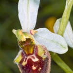Small-patterned Ophrys (Ophrys fuciflora ssp. parvimaculata)