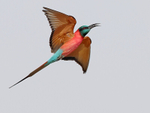 Northern Carmine Bee Eater