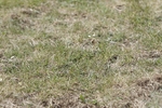 BVHT 140517 N-282