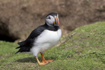Puffin