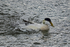 Eider