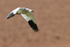 Andean Goose flying, Rio Putana, near Machuca, Chile