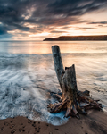 Dead wood