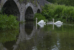 #82  Swans at Kilkea Castle