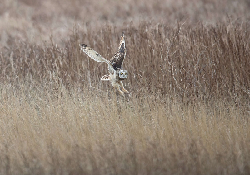Short Eared Owl