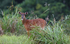 Sitatunga
