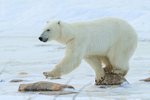 Polar Bear on stepping stones, Churchill, Canada