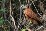 Black-collared Hawk pe...