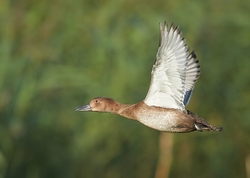 Pochard portfolio