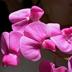 Sweet pea