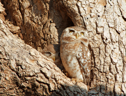Pair of owls Chatra Sagar