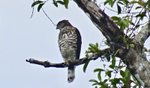 Crested Goshawk