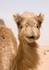 Curious Camel