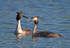 Great Crested Grebe