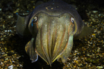 Cuttlefish