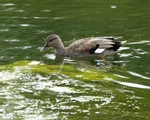 Gadwall portfolio