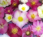 24th January Hellebores