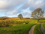 Burley Moor