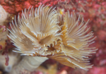 Bispira volutacornis