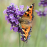 Small Tortoiseshell on Lavender