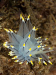 Eubranchus tricolor