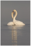 4 Mute Swan Courtship