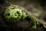 Coiled Fern