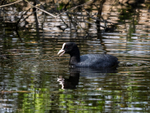Coot