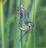 Migrant Hawkers.