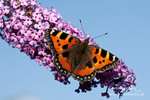 Small Tortoiseshell 260813 6
