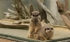 532 MEERKATS