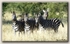 Zebras posing