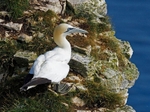 Gannet