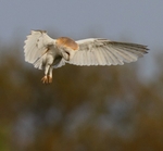 Barn Owl