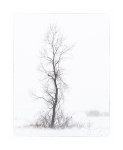 COTTONWOOD IN WINTER - LONG POINT MARSH