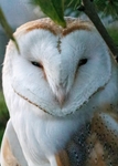 Barn Owl