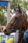 160926-Race 3-Myesme-0226