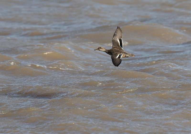 Eurasian Teal - Dee Estuary - North Wales